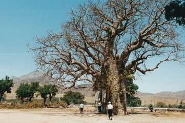 Il grande baobab
